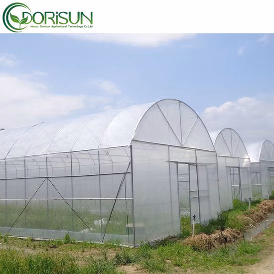 Verwendetes Landwirtschaftsprodukt-Gewächshaus für Tomaten mit Bewässerungssystem