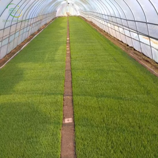 Doppelseitige Belüftungsproduktions-Sämlingsschalen-Gewächshaus